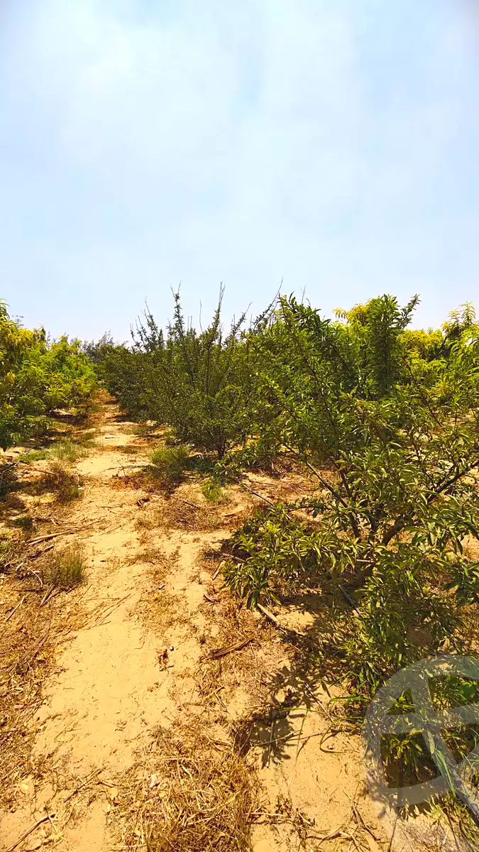 https://aqarmap.com.eg/ar/listing/7128781-for-sale-beheira-new-nubariya-el-yasha-village