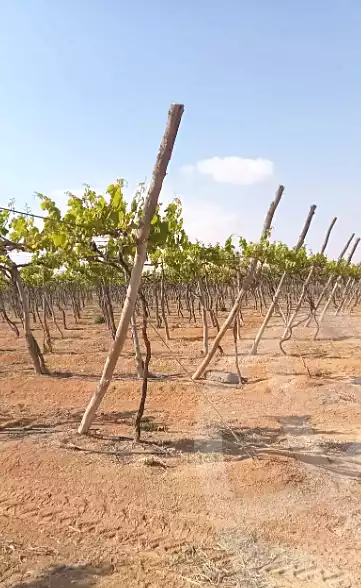 https://aqarmap.com.eg/en/listing/7137989-for-sale-beheira-wadi-el-natrun