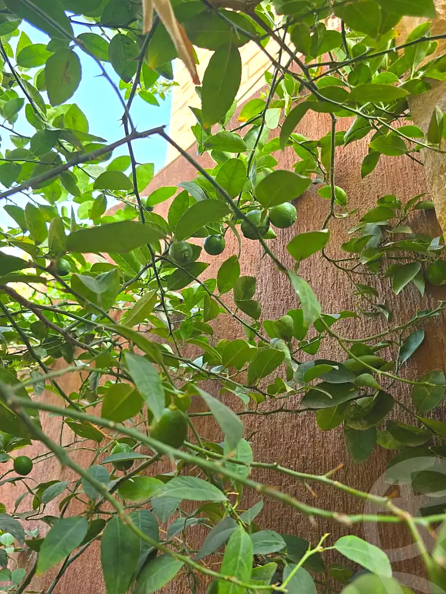 https://aqarmap.com.eg/ar/listing/7177681-for-sale-cairo-el-sheikh-zayed-city-el-hay-elasher-street-100