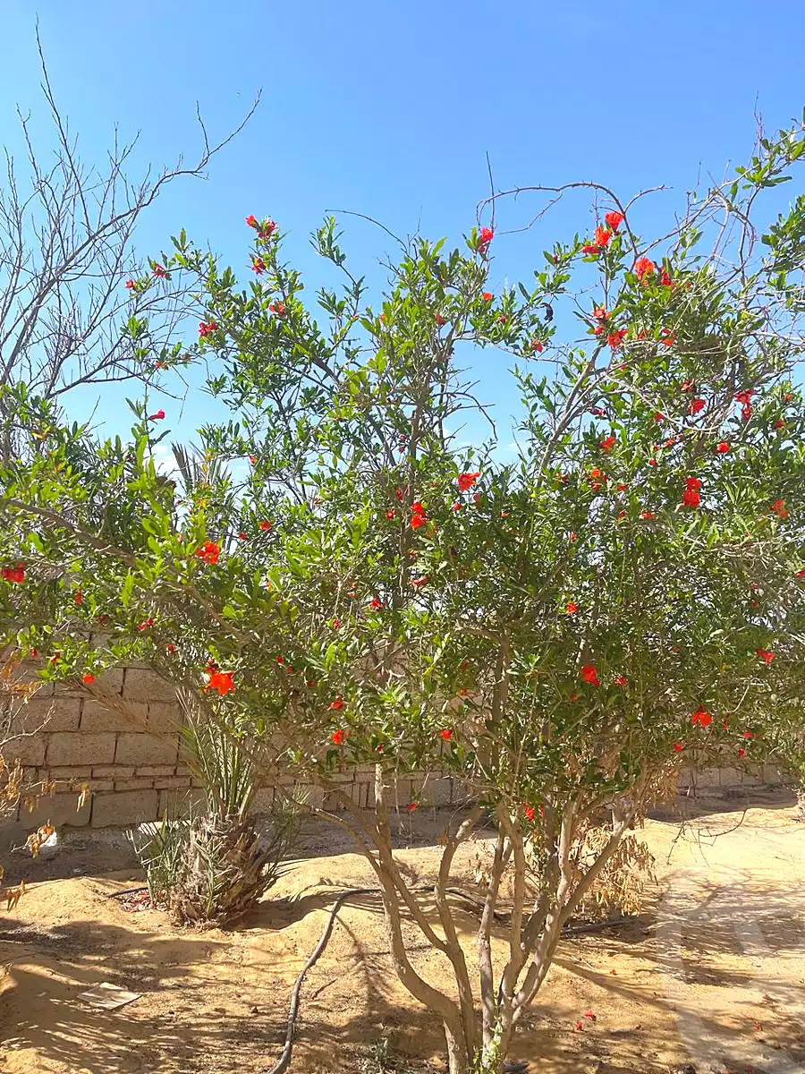 https://aqarmap.com.eg/ar/listing/7213013-for-sale-cairo-6th-of-october-green-belt-wadi-el-nile
