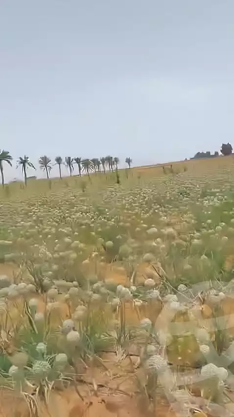 https://aqarmap.com.eg/en/listing/7213211-for-sale-cairo-el-sheikh-zayed-city-alex-cairo-desert-road-mntq-fr-y-btryq-skndryh-lshrwy