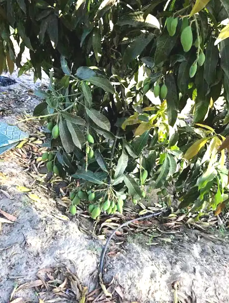 https://aqarmap.com.eg/en/listing/7214518-for-sale-ismailia-abu-sweer