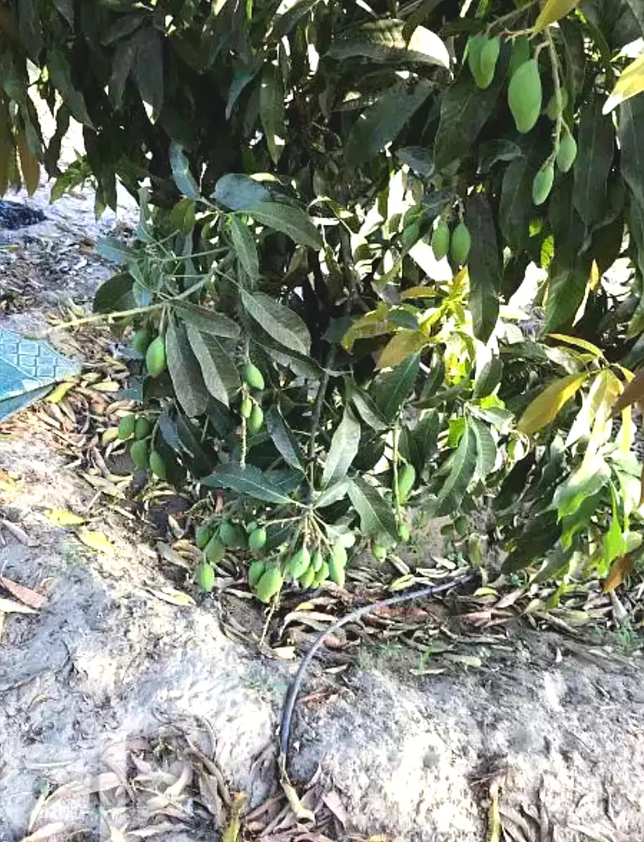 https://aqarmap.com.eg/en/listing/7214518-for-sale-ismailia-abu-sweer