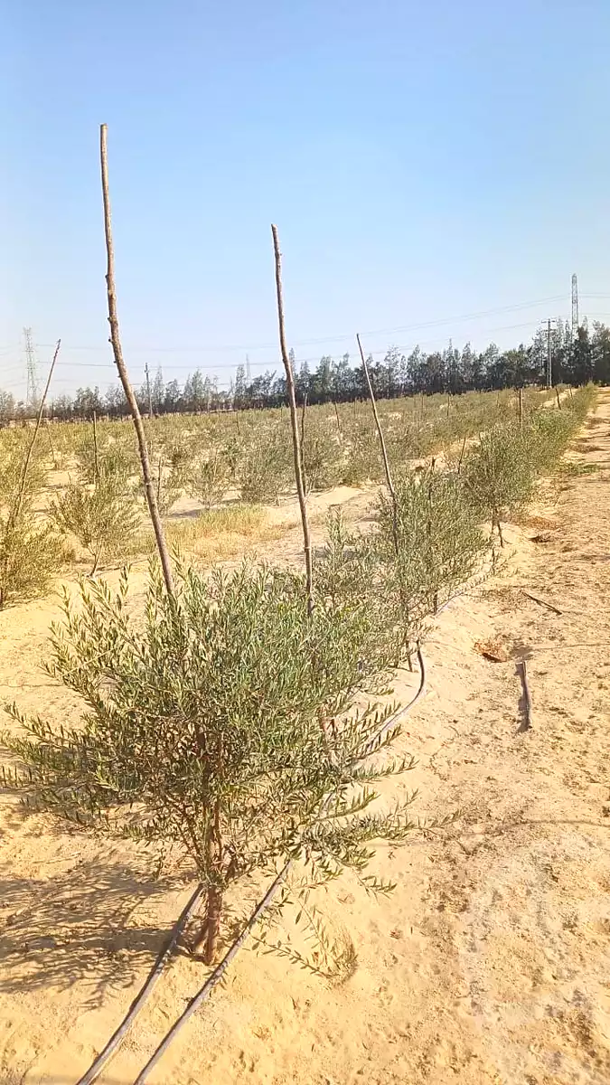 https://aqarmap.com.eg/ar/listing/7242037-for-sale-cairo-el-sheikh-zayed-city-alex-cairo-desert-road-mntq-fr-y-btryq-skndryh-lshrwy