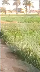 https://aqarmap.com.eg/en/listing/7276139-for-sale-ismailia-abu-sweer