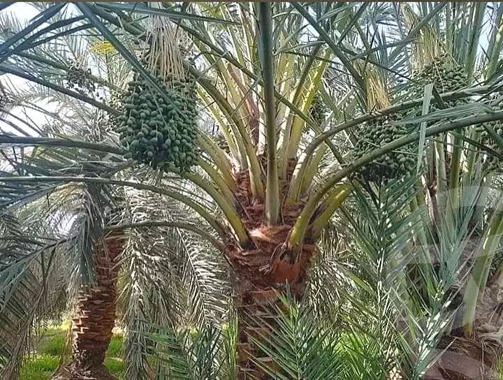https://aqarmap.com.eg/ar/listing/7276243-for-sale-new-valley-kharga-oasis-hai-treaa-el-dakhla