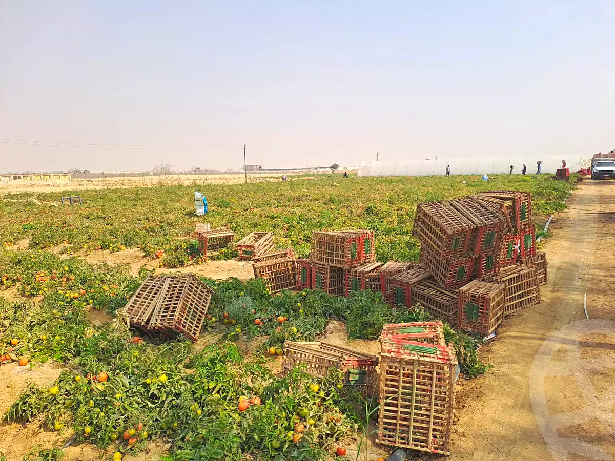 https://aqarmap.com.eg/ar/listing/7280971-for-sale-el-fayoum-tamiya-moshat-el-doktour-el-gamal