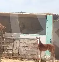 https://aqarmap.com.eg/ar/listing/7309605-for-sale-el-fayoum-asyut-rd