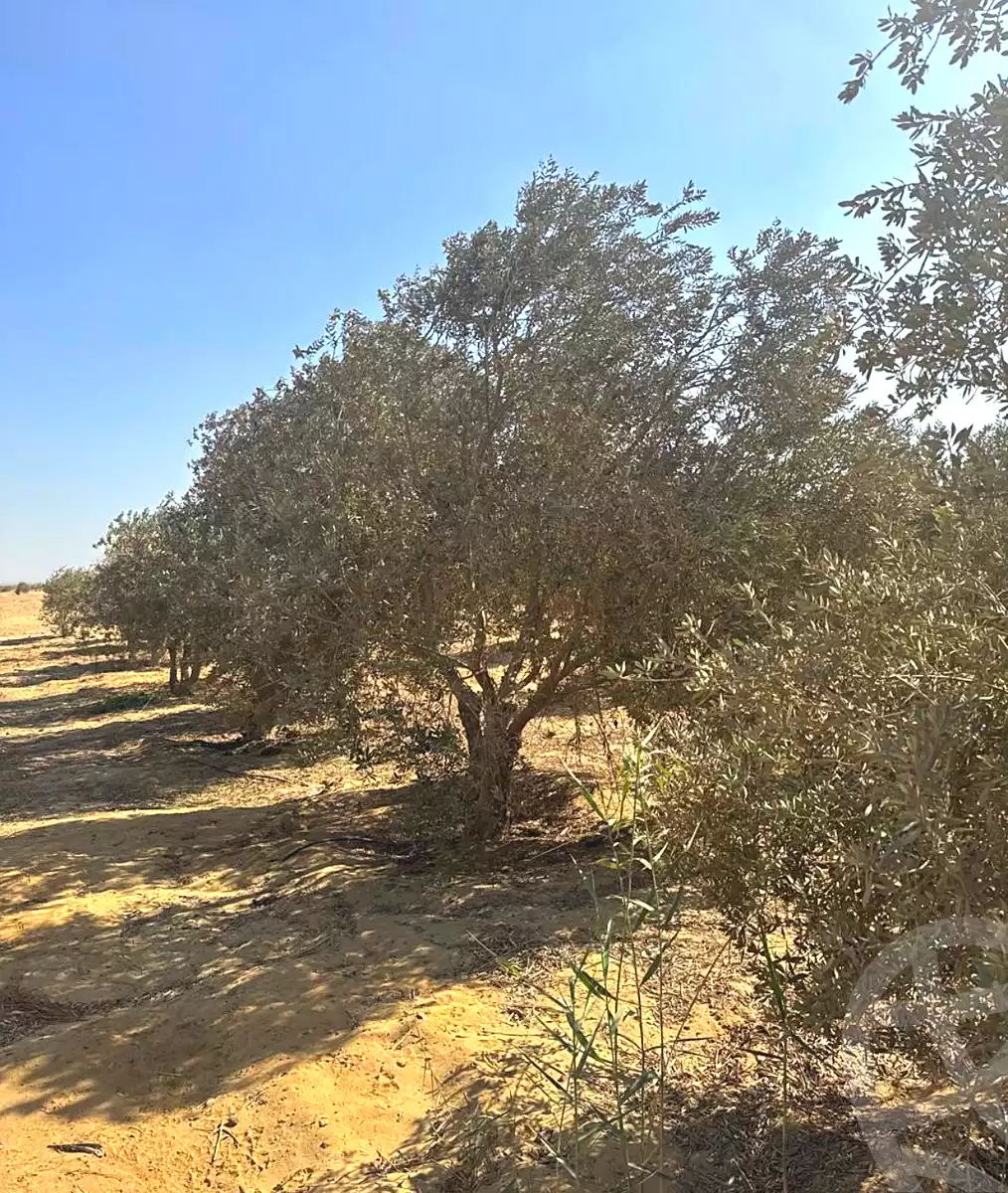 https://aqarmap.com.eg/ar/listing/7318408-for-sale-el-fayoum-asyut-rd