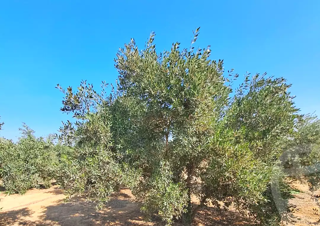 https://aqarmap.com.eg/ar/listing/7356924-for-sale-cairo-el-sheikh-zayed-city-alex-cairo-desert-road-mdyn-sfnks-ljdyd-cascada