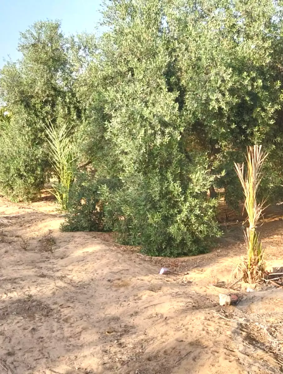 https://aqarmap.com.eg/ar/listing/7356946-for-sale-cairo-el-sheikh-zayed-city-alex-cairo-desert-road-mdyn-sfnks-ljdyd-cascada