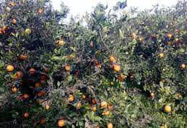 Agricultural land for sale, planted with fruitful orange tree