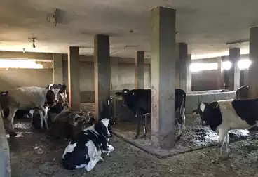 Cow and buffalo barn