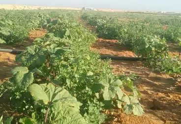 Farm For sale