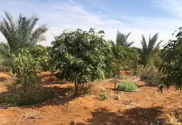 Farm For sale
