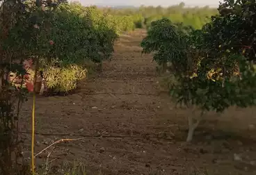 أرض زراعية للبيع