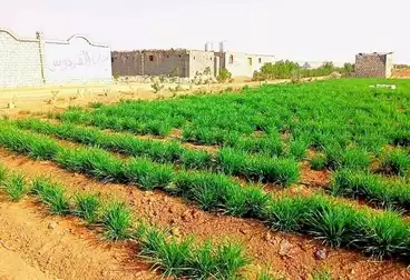 Farm For sale