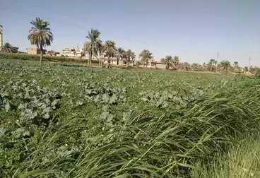 Farm For sale