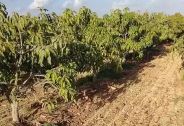 Farm For sale