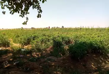 Farm For sale