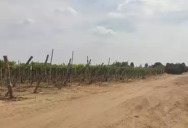 Farm For sale