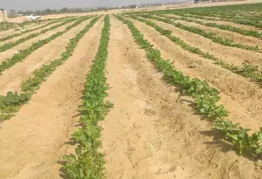Farm For sale