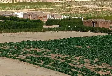 Farm For sale