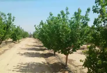 Farm For sale