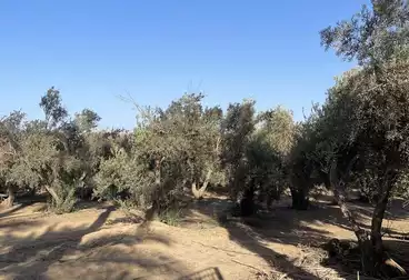 Farm For sale