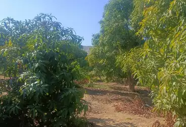Farm For sale
