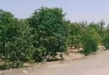 Farm For sale