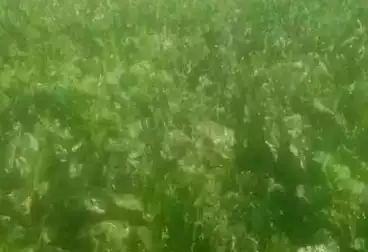 أرض زراعية للبيع