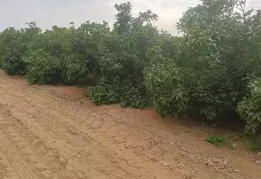 Farm For sale