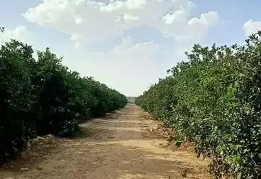 أرض زراعية للبيع