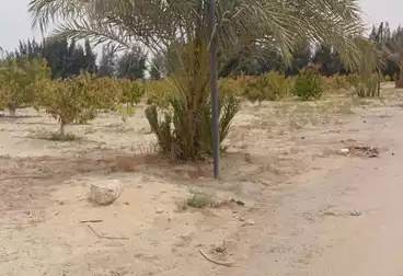 أرض زراعية للبيع