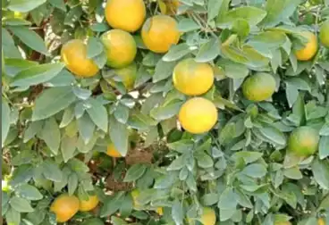 أرض زراعية للبيع