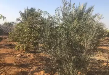 أرض زراعية للبيع