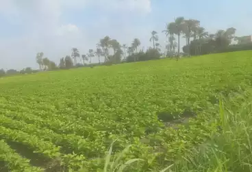أرض زراعية للبيع