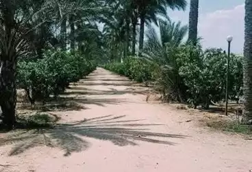 أراضي للبيع