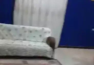 Properties For rent - 3 rooms - floor 1