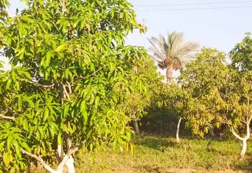 Farm For sale