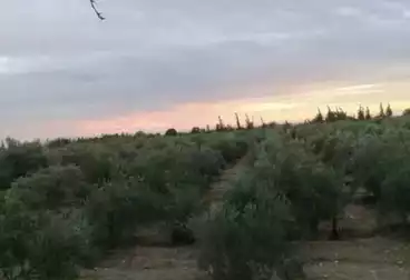 أرض زراعية للبيع