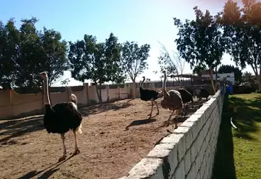 Farm For sale