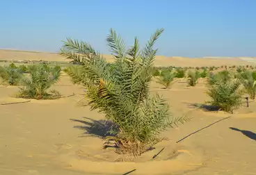 عقارات للبيع