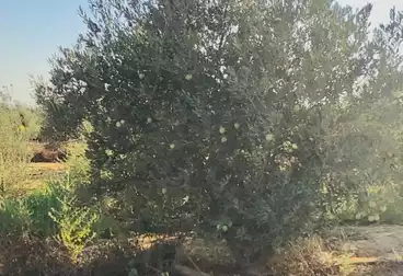 عقارات للبيع