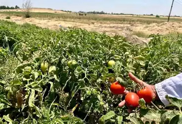 أراضي للبيع