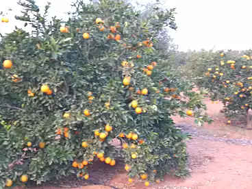 Farm For sale