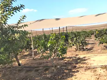 Farm For sale in El Sadat City, Monufia, 357000 sqm