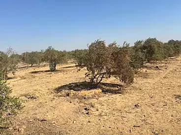 عقارات للبيع