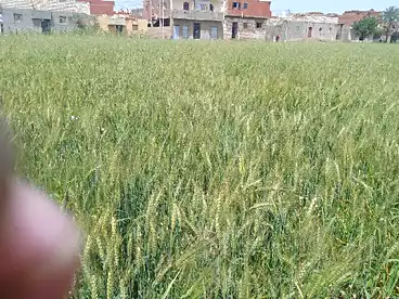 Farm For sale in Itsa City, Etsa, 5250 sqm